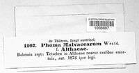 Phoma malvacearum image